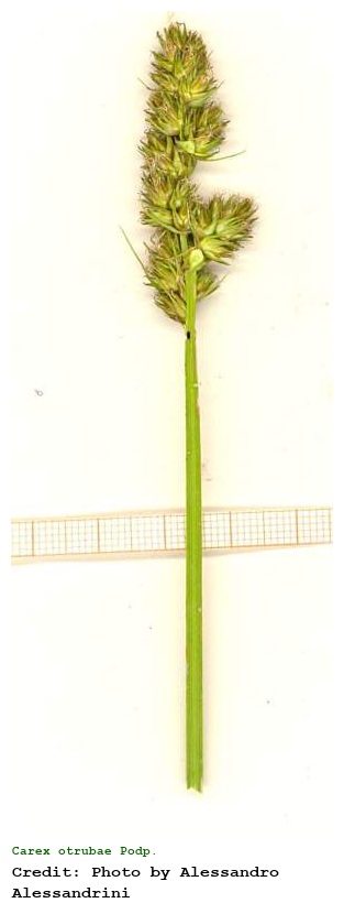 Carex otrubae Podp.
